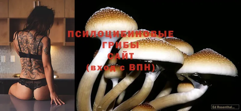 Галлюциногенные грибы Psilocybe  где купить наркотик  Чита 